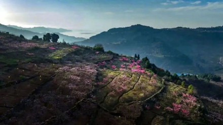 成都龙泉驿桃花本周末进入盛花期