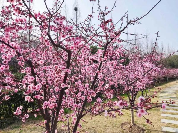 美人梅迎来最佳观赏期，一起放慢脚步享受“梅”好吧→