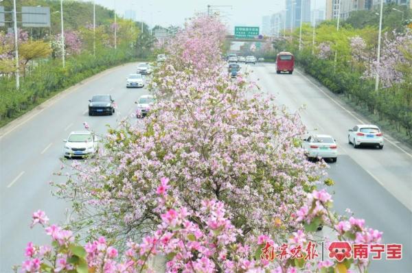 邕城2.2万余株洋紫荆盛放，这些地方可以打卡！