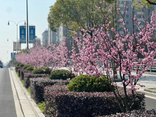 美人梅迎来最佳观赏期，一起放慢脚步享受“梅”好吧→