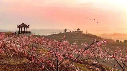 成都龙泉驿桃花本周末进入盛花期