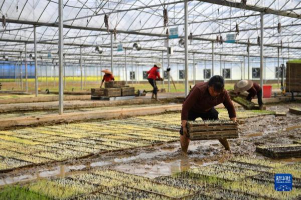 工厂化育秧备春耕 工厂化育秧备春耕