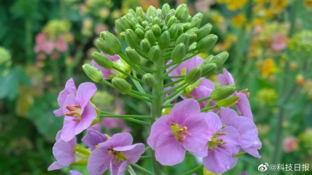 江西农业大学培育出63种颜色油菜花