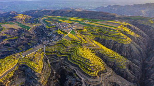 山西运城：连翘花盛开 满山遍野披上“黄金甲”