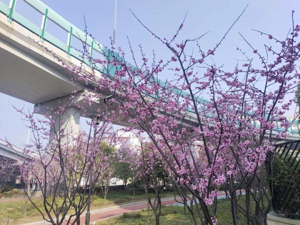 美人梅迎来最佳观赏期，一起放慢脚步享受“梅”好吧→