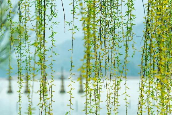 今年花粉高峰期来得猛又早!出现这些症状需警惕 今年花粉高峰期来得猛又早!出现这些症状需警惕