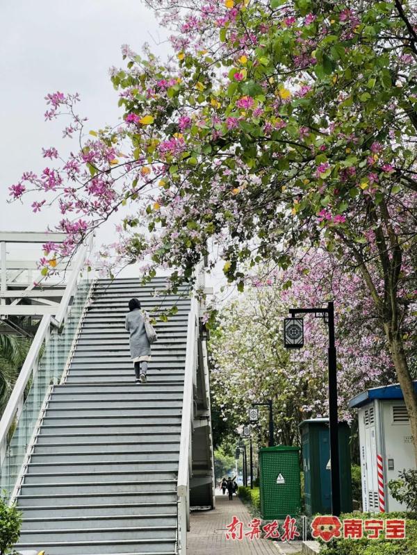 邕城2.2万余株洋紫荆盛放，这些地方可以打卡！