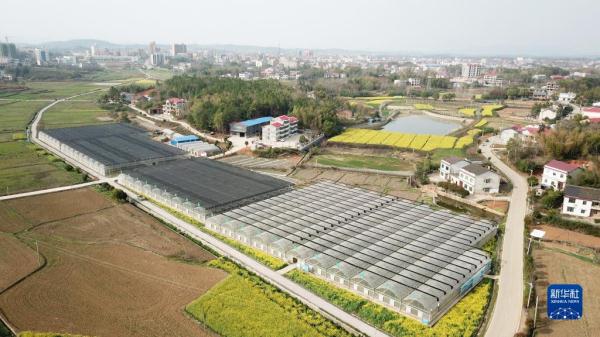 工厂化育秧备春耕 工厂化育秧备春耕