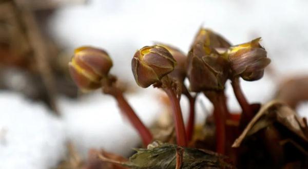 提前10天！哈尔滨冰凌花顶雪报春啦