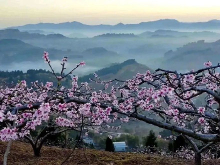 成都龙泉驿桃花本周末进入盛花期
