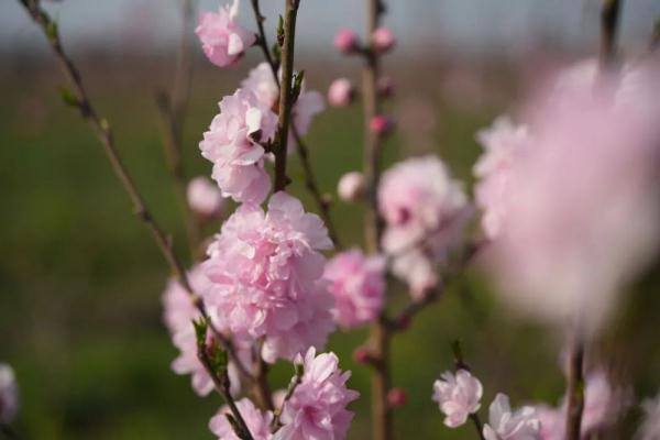 三月桃花朵朵开，红白相间总相宜