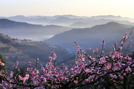 成都龙泉驿桃花本周末进入盛花期