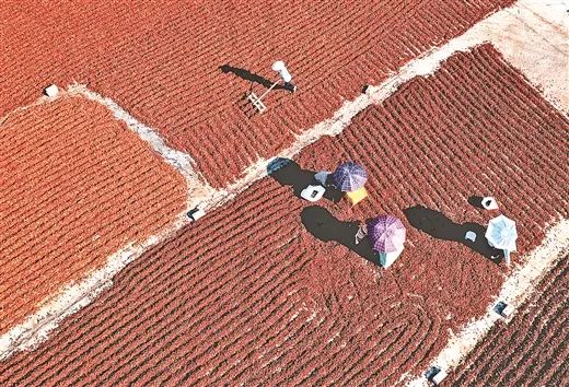 7个超十亿元镇、12个超亿元村，广西这些最富村镇在哪里？