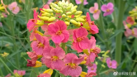 江西农业大学培育出63种颜色油菜花