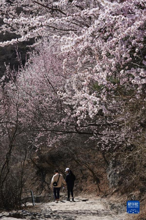 北京:春到香山 北京:春到香山