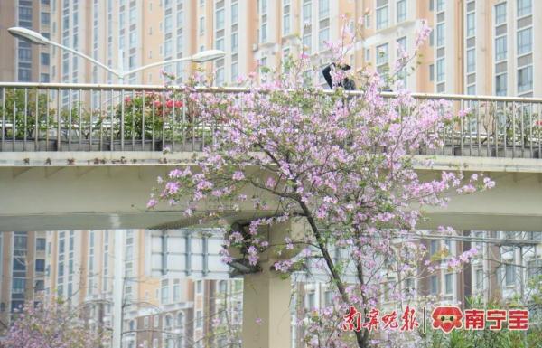 邕城2.2万余株洋紫荆盛放，这些地方可以打卡！