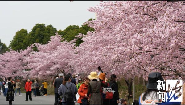 眼下上海最热门，今年恐怕要创历史！警方：大客流已是必然！