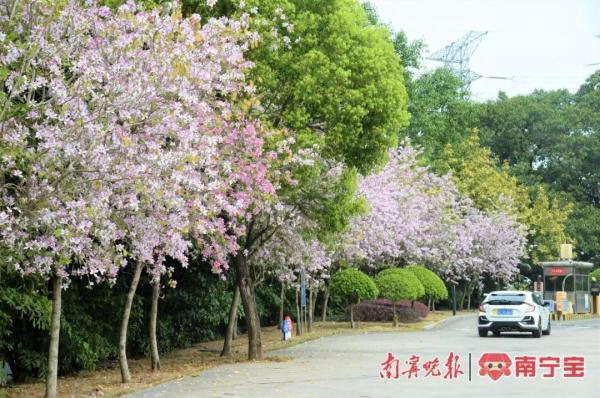 邕城2.2万余株洋紫荆盛放，这些地方可以打卡！
