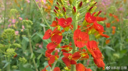 江西农业大学培育出63种颜色油菜花