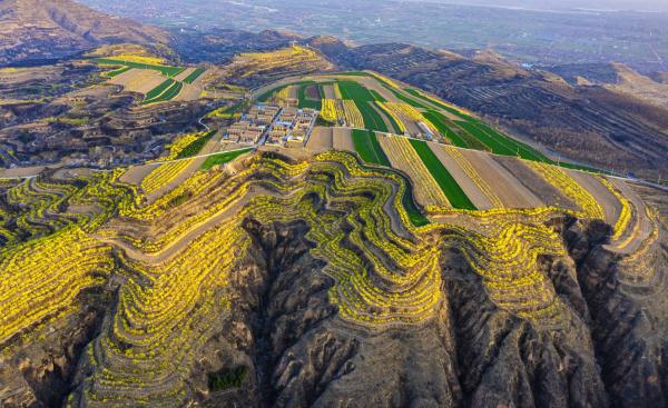 山西运城：连翘花盛开 满山遍野披上“黄金甲”