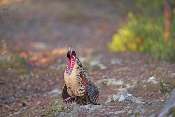 黄腹角雉 &nbsp;“盛装”示爱