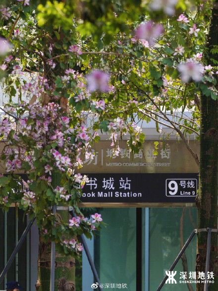 美到九宫格都放不下！春天的深圳地铁口美得像画