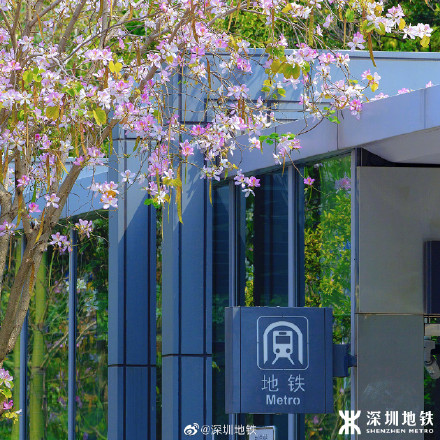 美到九宫格都放不下！春天的深圳地铁口美得像画