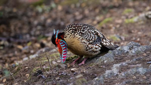 黄腹角雉 &nbsp;“盛装”示爱