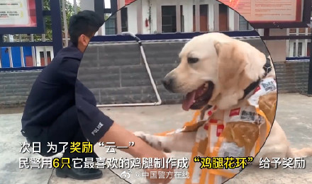 警犬搜毒超12公斤被奖励鸡腿花环 警犬搜毒超12公斤被奖励鸡腿花环