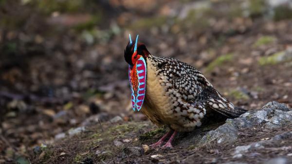 黄腹角雉 &nbsp;“盛装”示爱