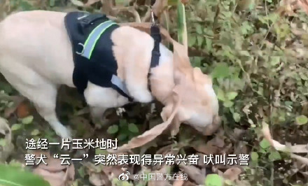 警犬搜毒超12公斤被奖励鸡腿花环 警犬搜毒超12公斤被奖励鸡腿花环