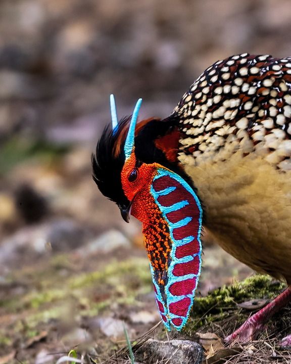 黄腹角雉 &nbsp;“盛装”示爱