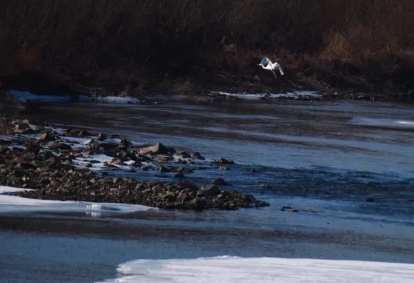 世界低危物种中白鹭现身吉林天桥岭 世界低危物种中白鹭现身吉林天桥岭