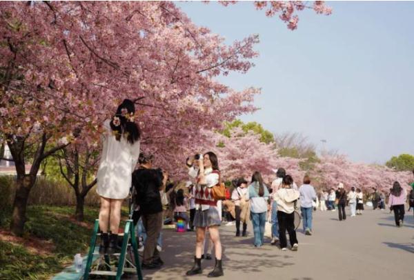 全网围观“丝巾阿姨”和“小姐姐”樱花树下抢机位?上海阿姨:我们尽量工作日来 全网围观“丝巾阿姨”和“小姐姐”樱花树下抢机位?上海阿姨:我们尽量工作日来