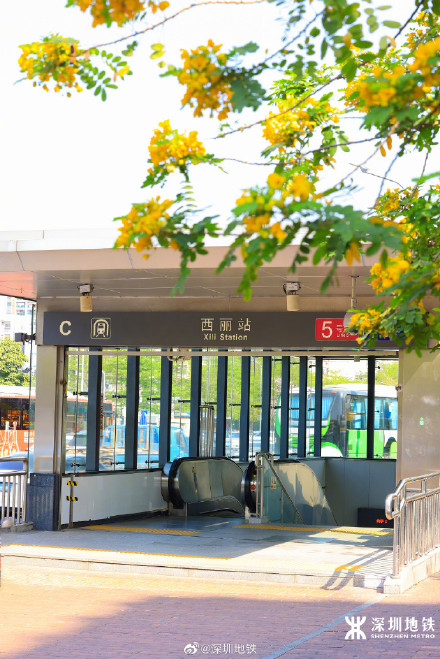 美到九宫格都放不下！春天的深圳地铁口美得像画
