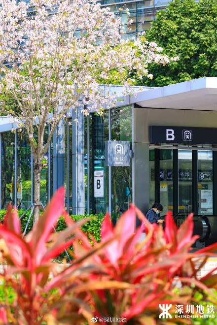 美到九宫格都放不下！春天的深圳地铁口美得像画