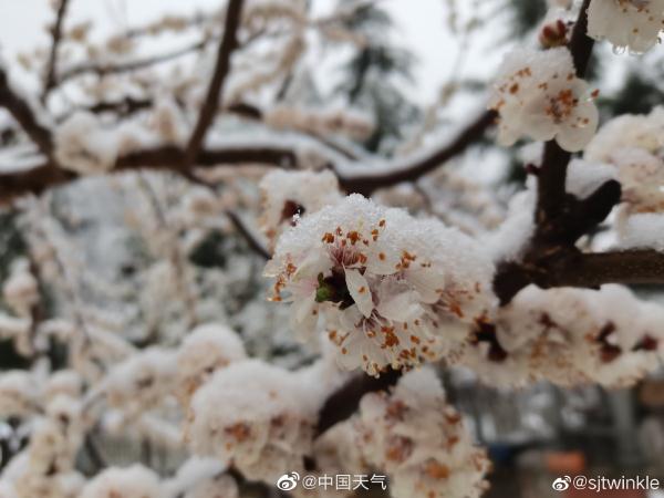 河南多地迎3月“桃花雪” 河南多地迎3月“桃花雪”