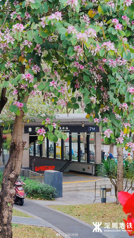 美到九宫格都放不下！春天的深圳地铁口美得像画