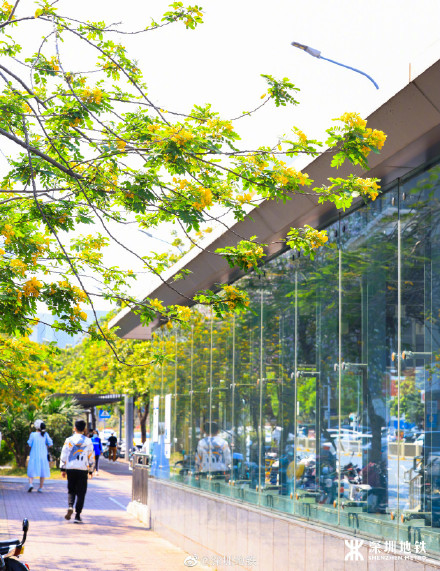 美到九宫格都放不下！春天的深圳地铁口美得像画