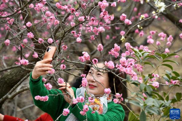 青岛:遇见“梅”好 青岛:遇见“梅”好