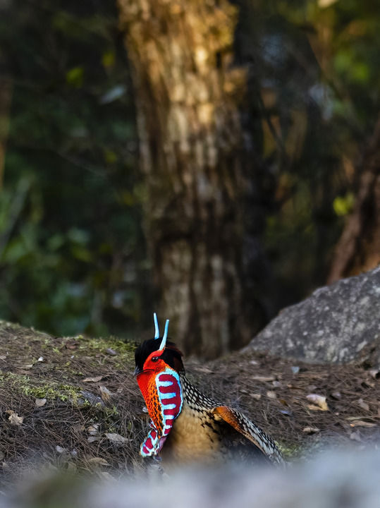 黄腹角雉 &nbsp;“盛装”示爱
