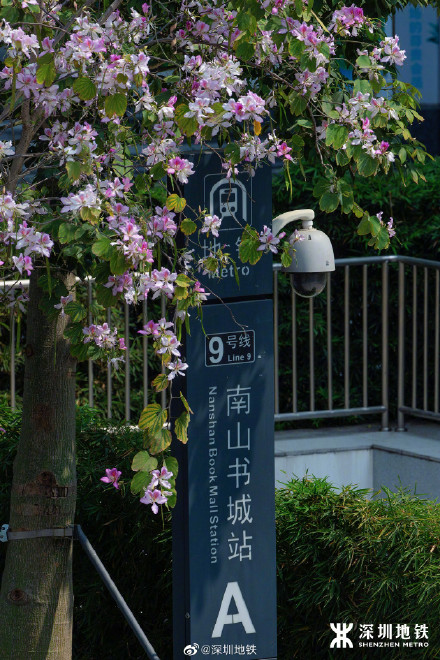 美到九宫格都放不下！春天的深圳地铁口美得像画