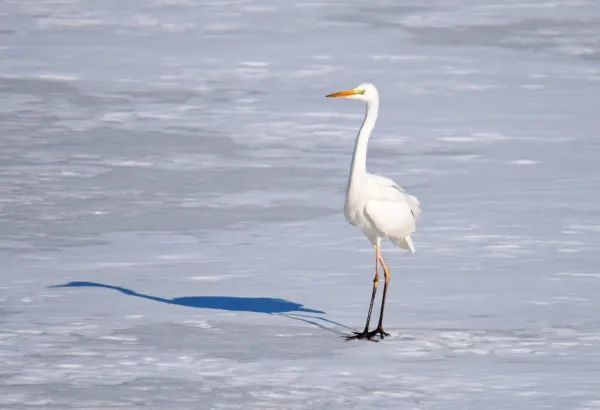 世界低危物种中白鹭现身吉林天桥岭 世界低危物种中白鹭现身吉林天桥岭