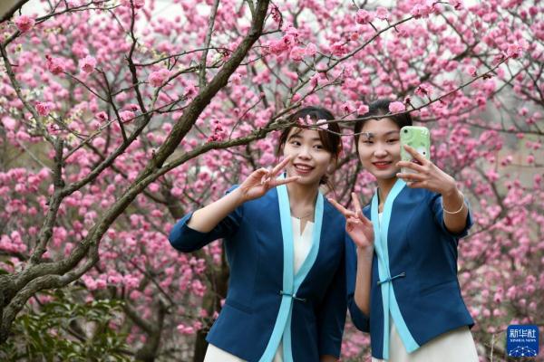 青岛:遇见“梅”好 青岛:遇见“梅”好