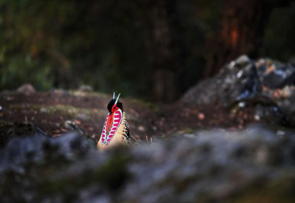 黄腹角雉 &nbsp;“盛装”示爱