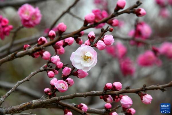 青岛:遇见“梅”好 青岛:遇见“梅”好