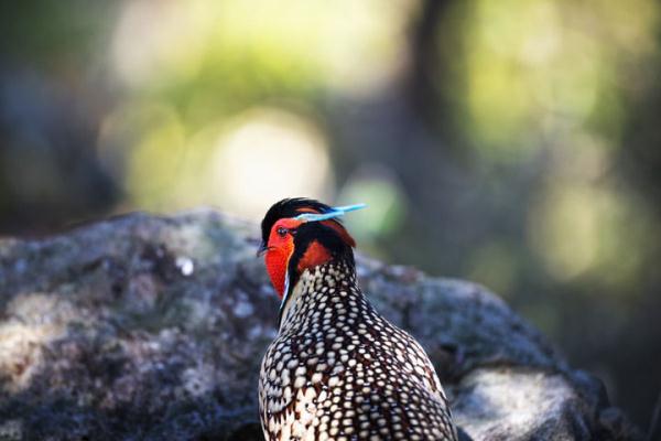 黄腹角雉 &nbsp;“盛装”示爱