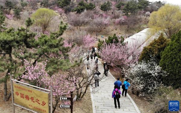 青岛:遇见“梅”好 青岛:遇见“梅”好