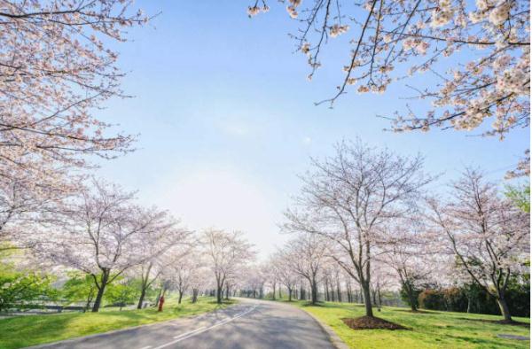 全网围观“丝巾阿姨”和“小姐姐”樱花树下抢机位?上海阿姨:我们尽量工作日来 全网围观“丝巾阿姨”和“小姐姐”樱花树下抢机位?上海阿姨:我们尽量工作日来