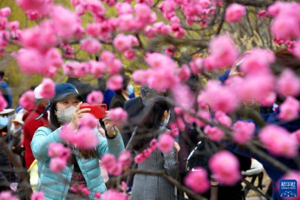 青岛:遇见“梅”好 青岛:遇见“梅”好